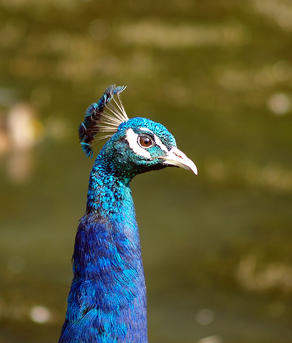 Peacock blue