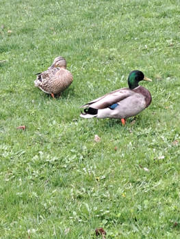 Ducks picture 1 of 3