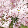 cherry blossom in japan #13