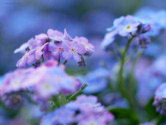 Pink and blue Forget-me-not 5