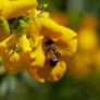 Rapeseed with a bee 2