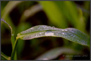 nature's tears