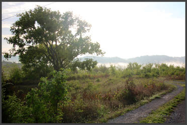 misty morning on the farm