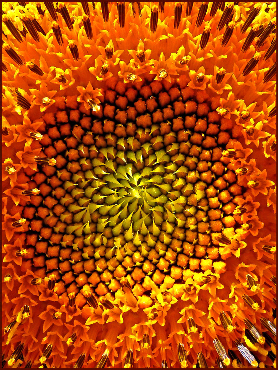 One More Sunflower