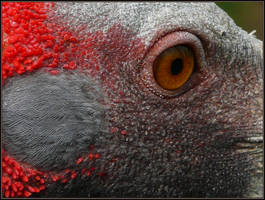 Brolga Crane