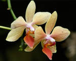 Pair of Orchids by papatheo