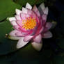 Water Lily 2