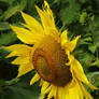 Hazy Day Sunflower