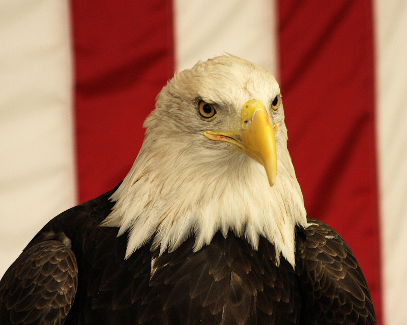 American Bald Eagle