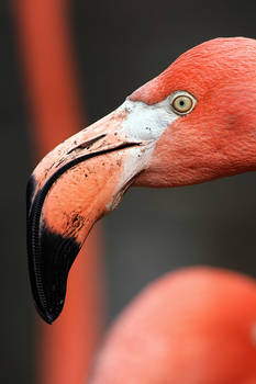 Flamingo Portrait