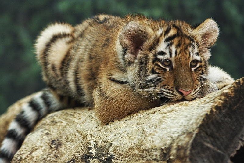 Amur Tiger Cub