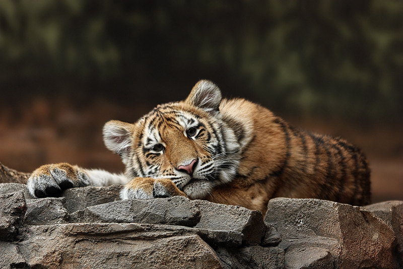 Amur Tiger Twin