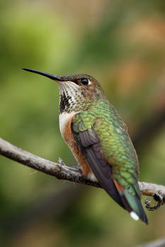 Resident Hummingbird