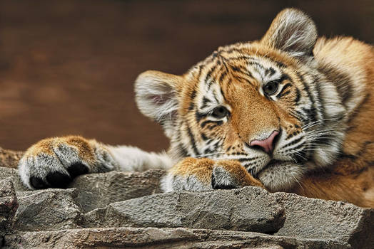 Amur Tiger Twin Crop