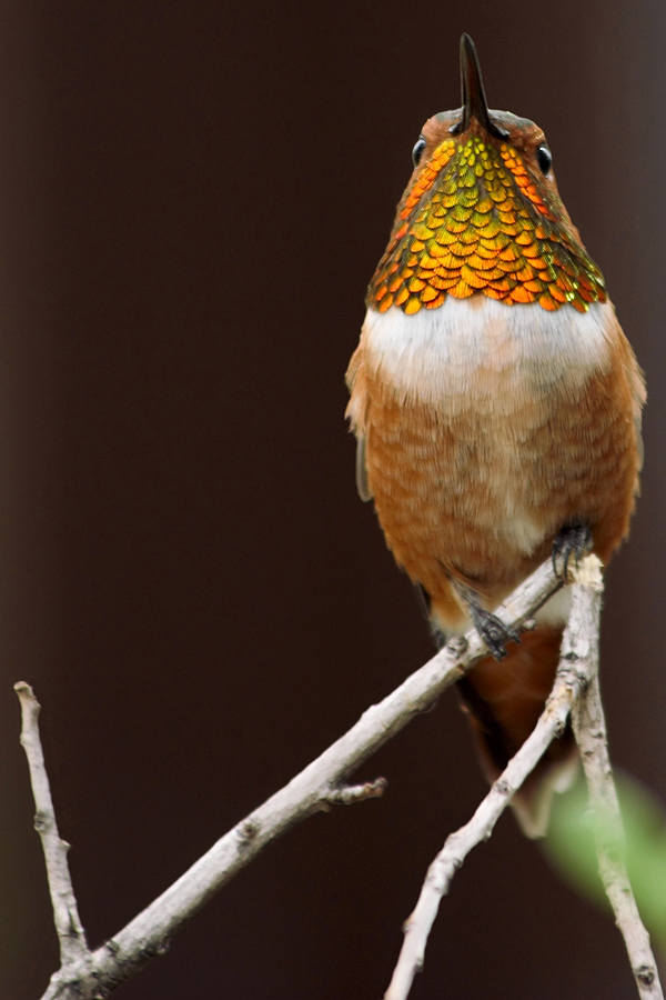 Rufous Hummingbird