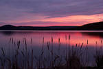 Cattails in the Gloaming by papatheo
