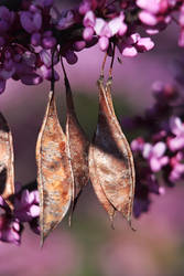 Blossoms and Seedpods