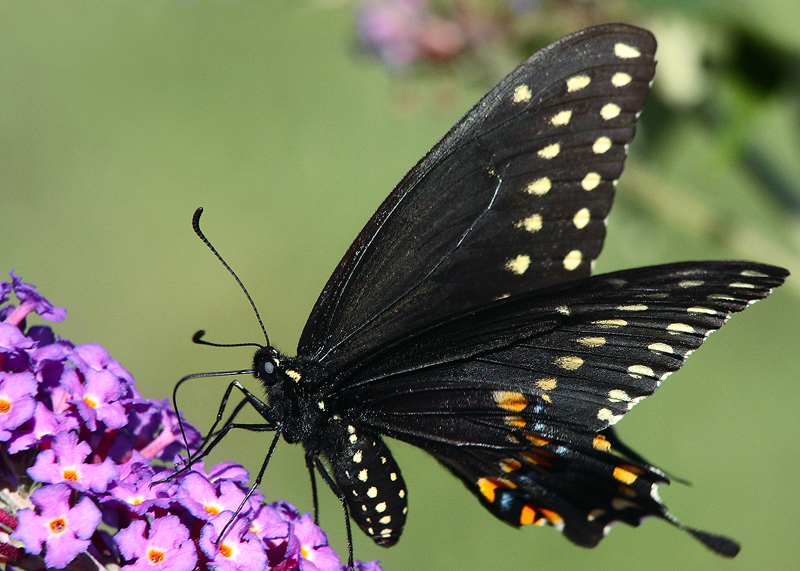 Black Swallowtail