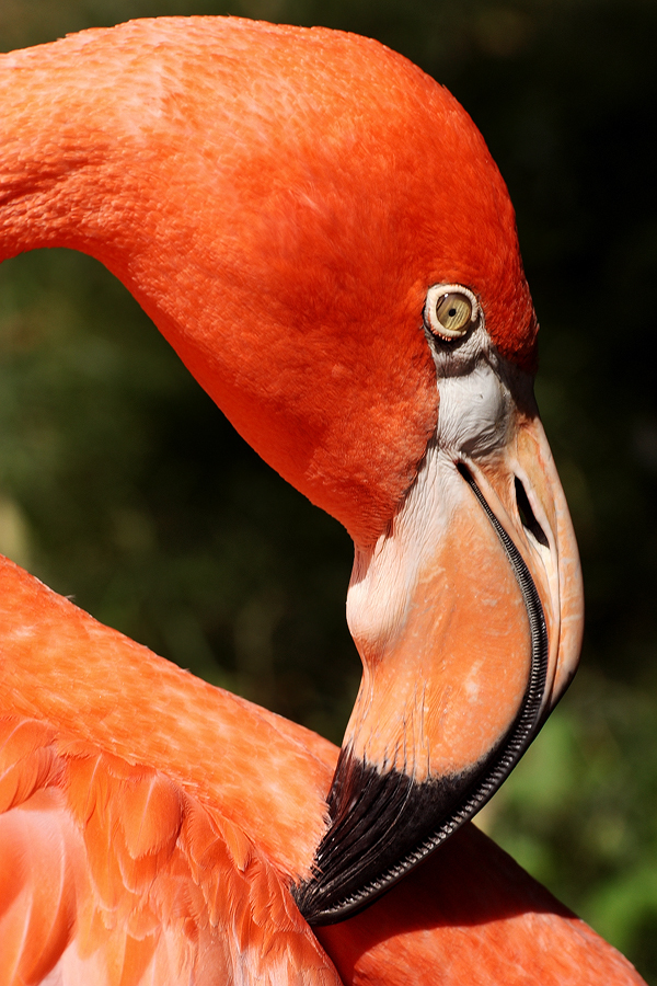 Flamingo Profile