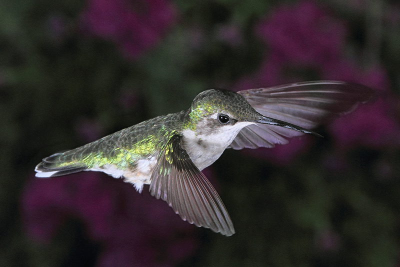 Hovering Hummer