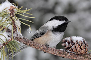 A Winter Perch