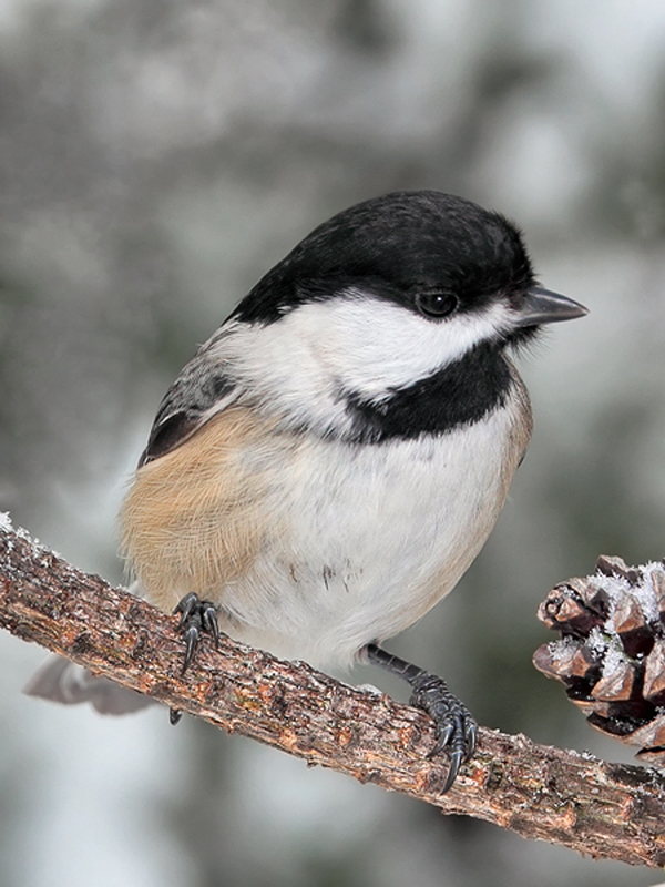 Black Capped Chickadee