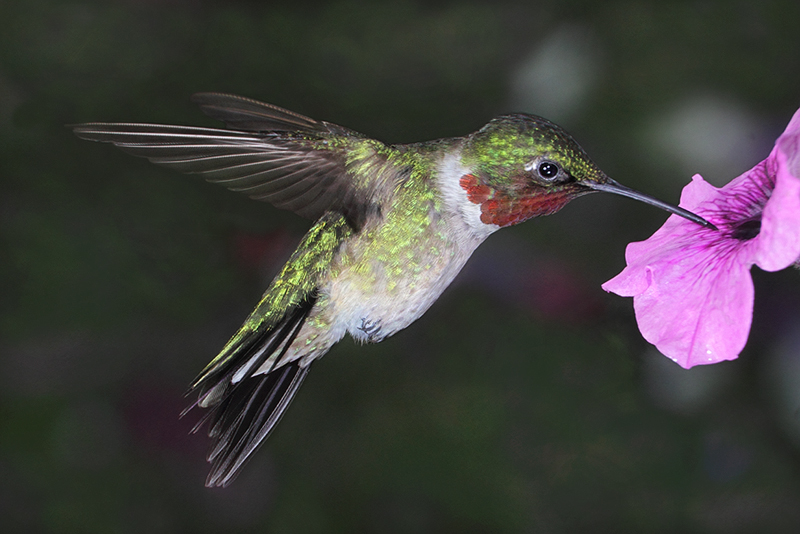 Hovering Ruby Throated Hummer