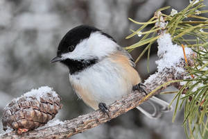 Chickadee in Winter