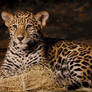 Young Jaguar