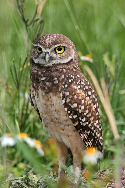 Burrowing Owl