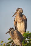 Heron Chicks at Sunset by papatheo