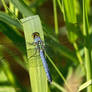 Blue Skeeter Eater