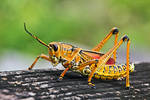 Everglades Grasshopper