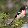 Rose-Breasted Grosbeak