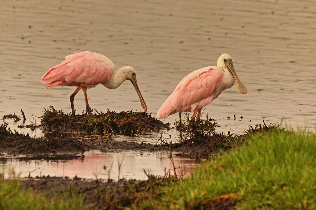 Roseate Spoonbill Pair