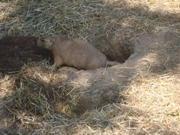 Prairie Dog Three