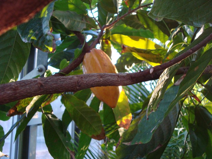 Cacao Bean