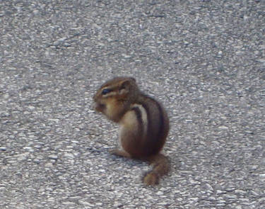 Chipmunk 3