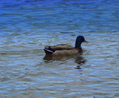 Summer Duck