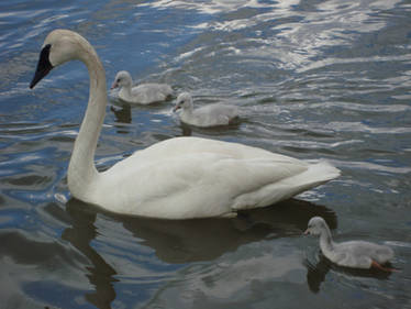 Swan 1