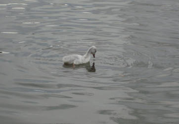 Swan 4