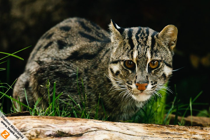 Fishing cat 2