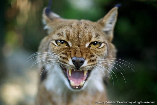 Angry lynx