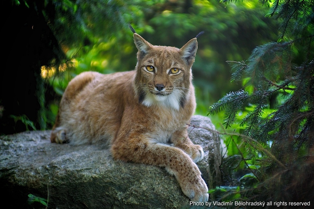 Lynxes