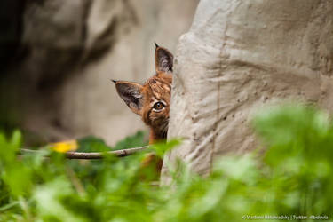 Lynx cub peeking