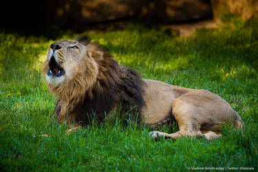 Asian lion roar his presence