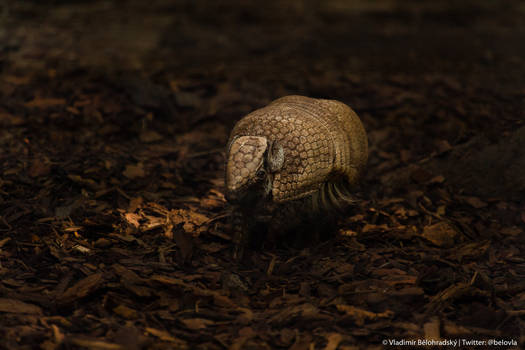 Little Armadillo