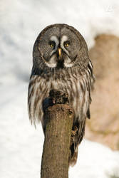 Great Gray Owl