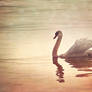 Swan song