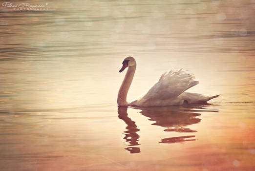 Swan song